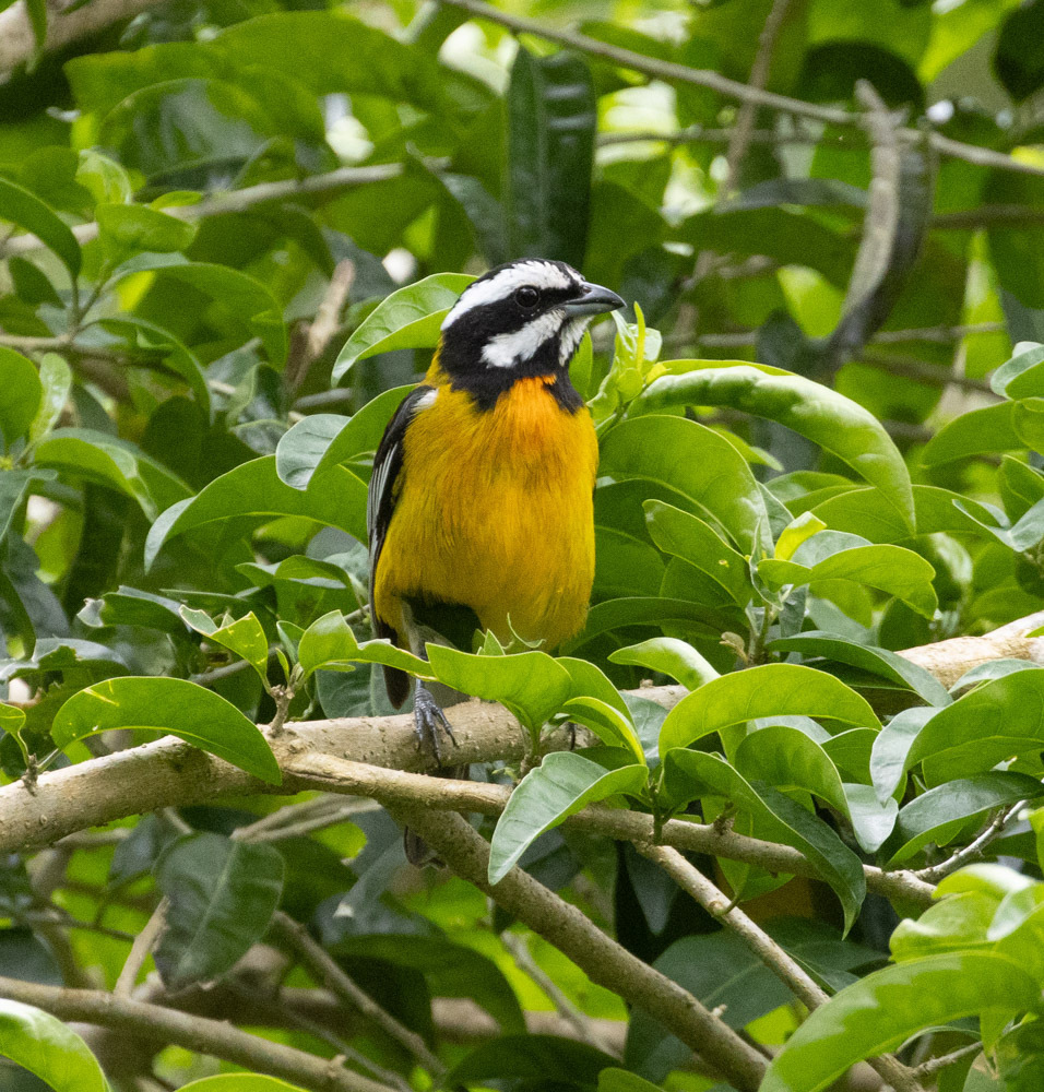 Jamaican Spindalis