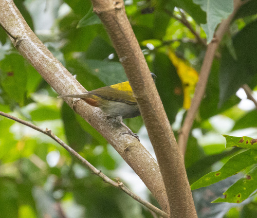 Yellow-shouldered Grassquit (Loxipasser anoxanthus), photo 3