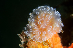 Aplidium ocellé photo 2