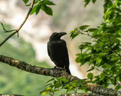 Corvus macrorhynchos japonensis