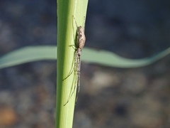 Tetragnatha
