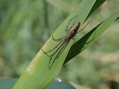 Tetragnatha