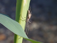 Tetragnatha