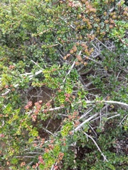 Ceanothus rigidus