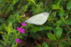 Pieris canidia
