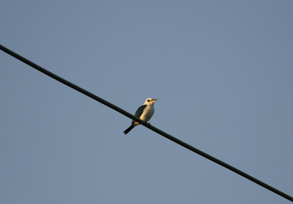 Mariana Kingfisher (Saipan)