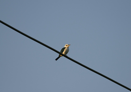 Mariana Kingfisher (Todiramphus albicilla), photo 7