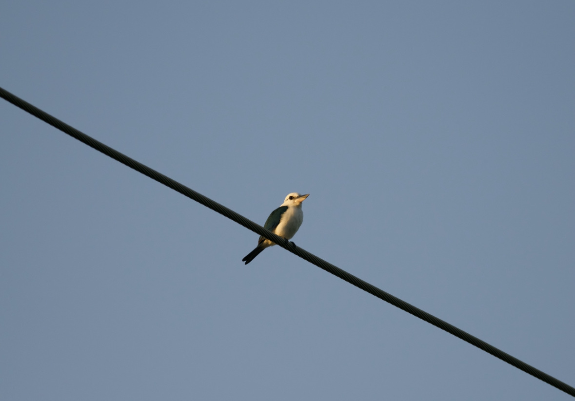 Mariana Kingfisher (Todiramphus albicilla), photo 1