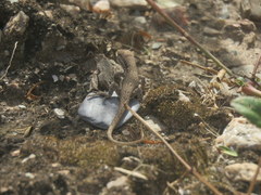 Liolaemus chacoensis