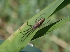 Tetragnatha