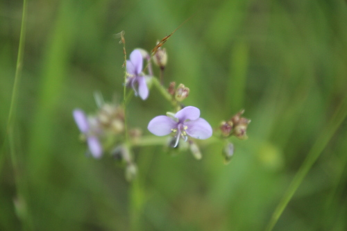 Image of Murdannia simplex by no rights reserved