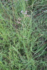 Murdannia simplex, photograph author not stated, no rights reserved