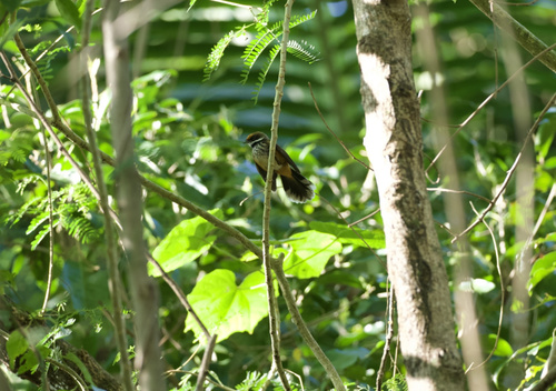 Micronesian Rufous Fantail (Rhipidura versicolor), photo 2