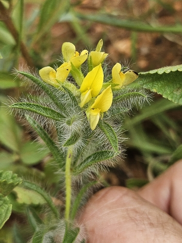Bookleaf Lotononis (Leobordea foliosa)