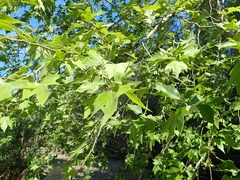 Platanus racemosa
