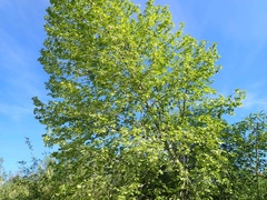 Platanus racemosa