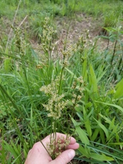 Juncus marginatus