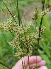 Juncus marginatus