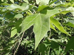 Platanus racemosa
