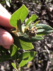 Arctostaphylos tomentosa hebeclada