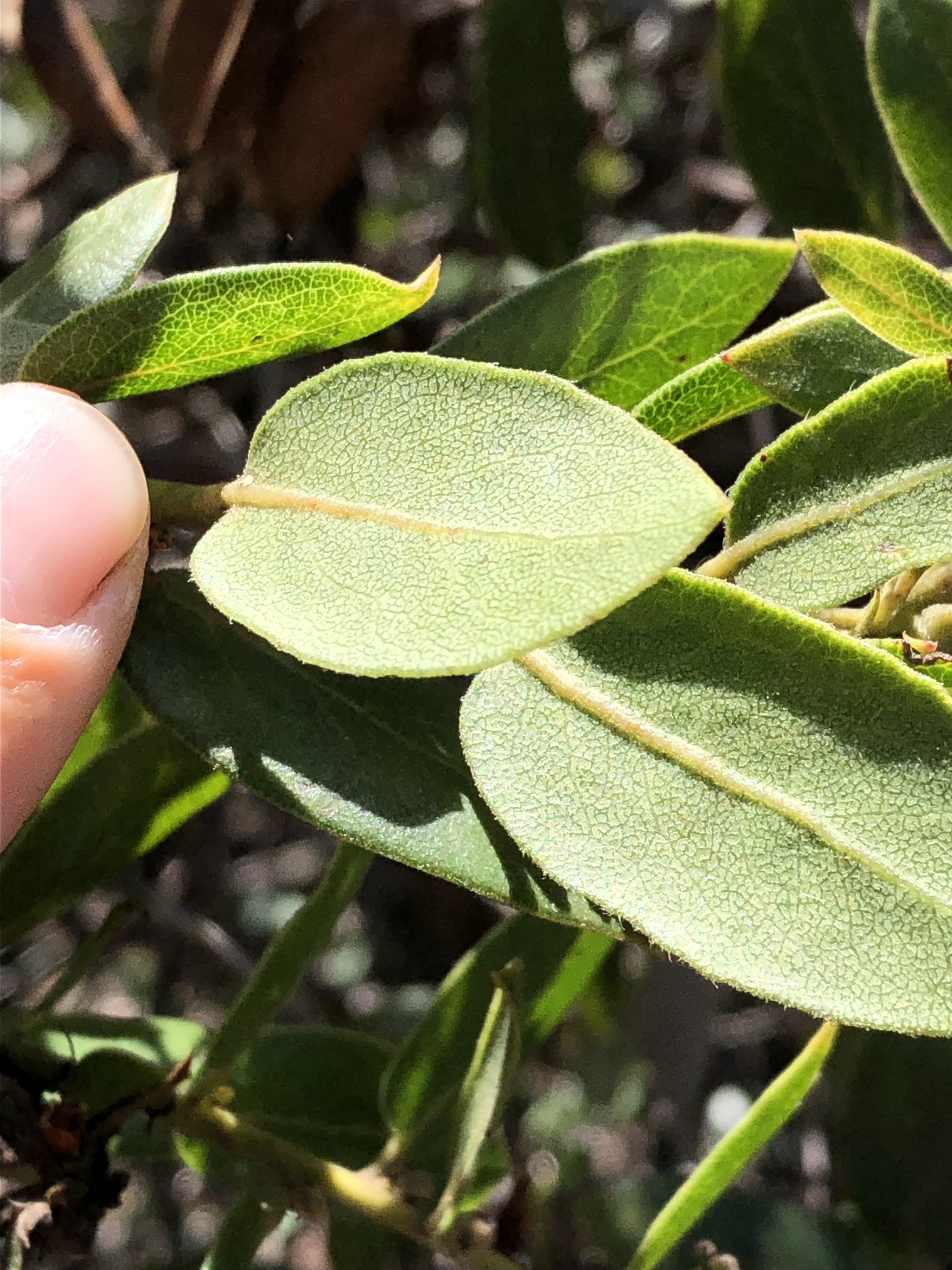 Arctostaphylos tomentosa ssp. hebeclada