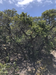 Arctostaphylos tomentosa hebeclada