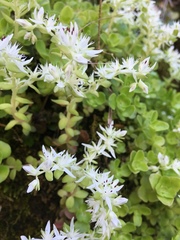Sedum ternatum