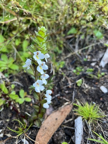 Euphrasia crassiuscula, 2024-02-28