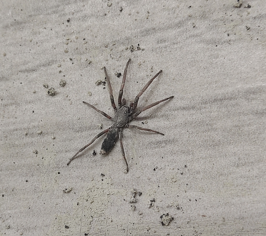 White-tailed Spiders from Westmorland, Christchurch 8025, New Zealand ...