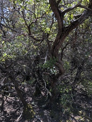 Arctostaphylos tomentosa hebeclada
