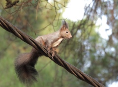 Eurasian Red Squirrel photo 6