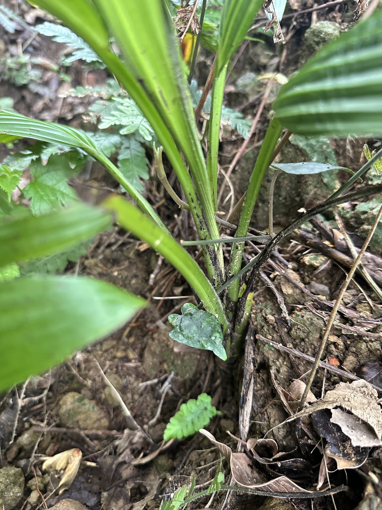 Imagem de Palmeirinha-preta