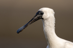 Royal Spoonbill photo 3