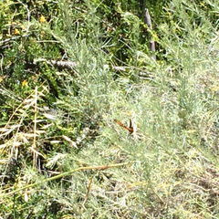 Euphydryas chalcedona