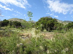Fraxinus dipetala