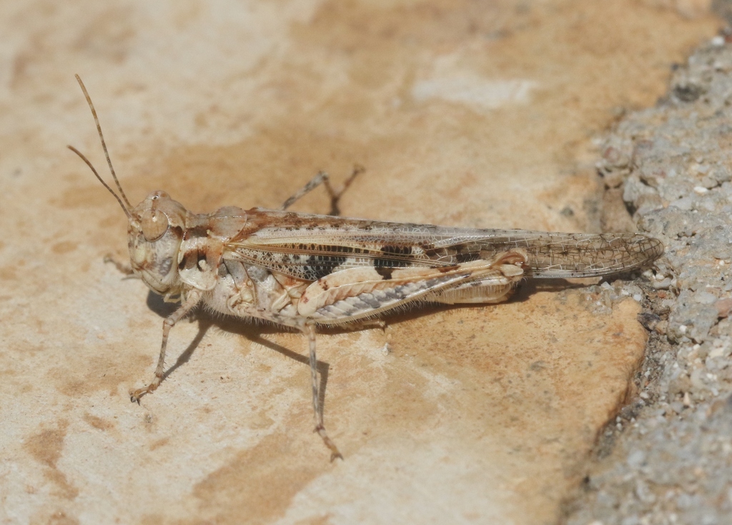 Acrotylus incarnatus