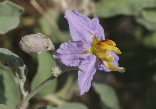 Solanum coagulans
