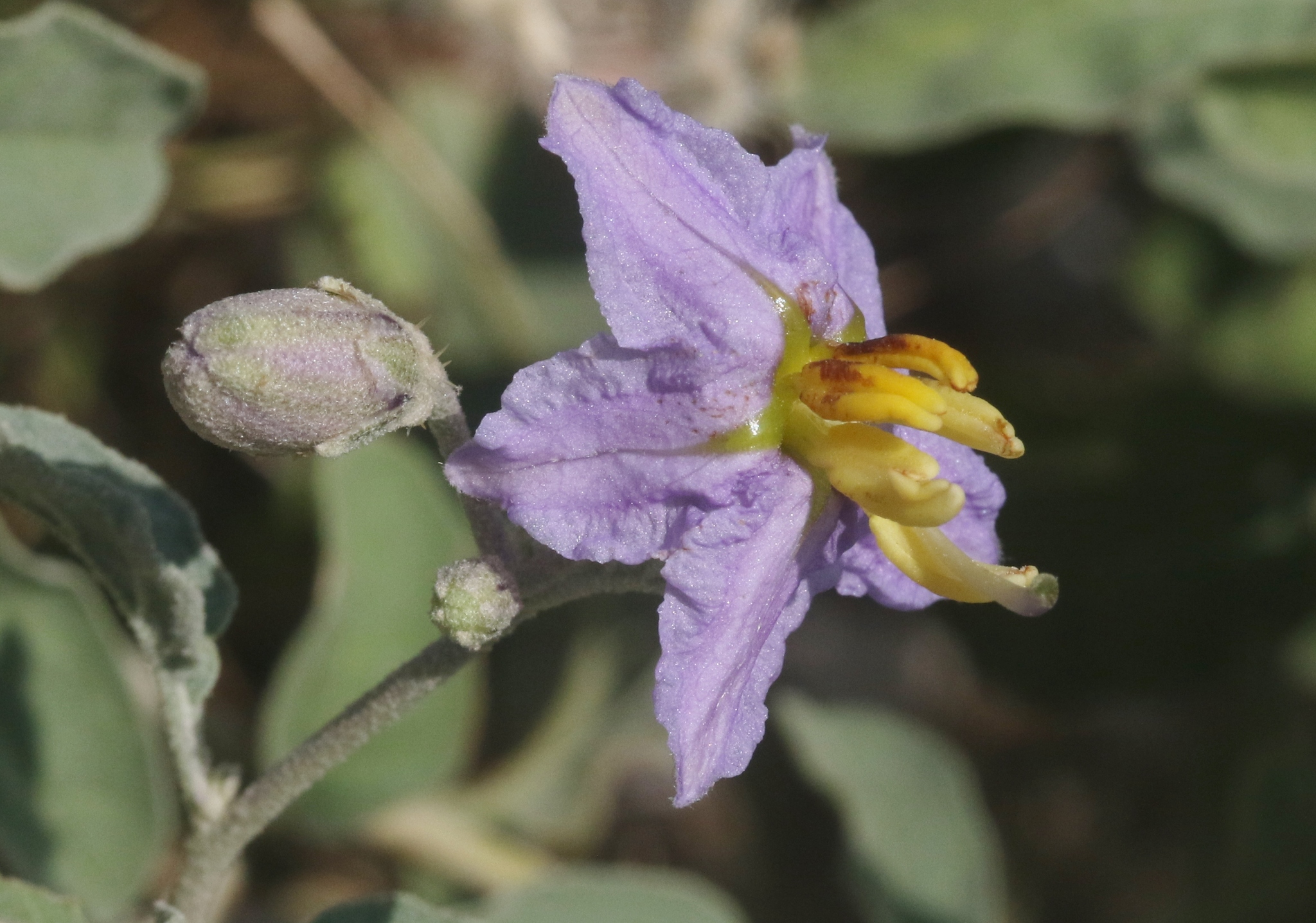 Solanum coagulans