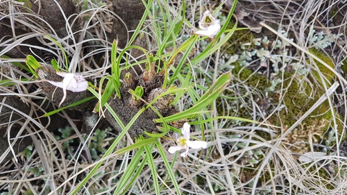 Monkeys Tail (Xerophyta retinervis)