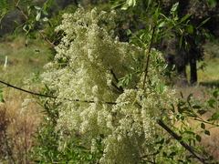 Fraxinus dipetala