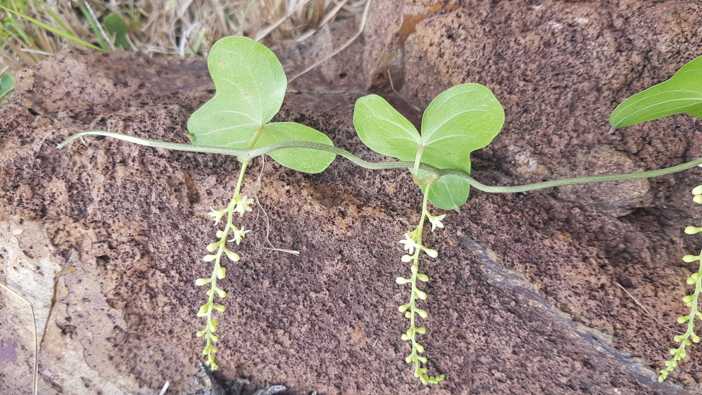 Dioscorea sylvatica 2