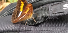 Adelpha olynthia