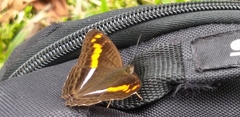 Adelpha olynthia
