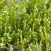 Kneiff's Hook-Moss - Photo (c) Owen Strickland, some rights reserved (CC BY-NC), uploaded by Owen Strickland