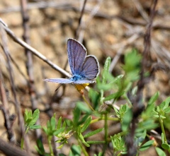 Cupido amyntula
