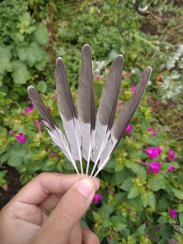 Plume de Pie-grièche à poitrine rose