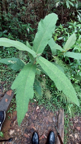 Japanese fig (Ficus erecta)