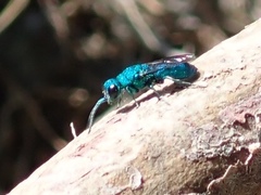 Chrysididae