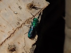 Chrysididae