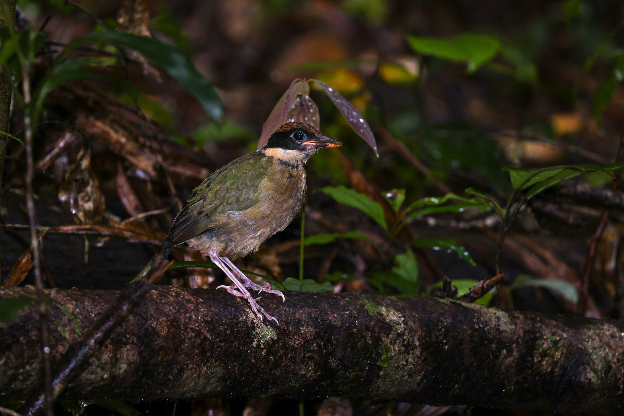 Noisy Pitta illustration